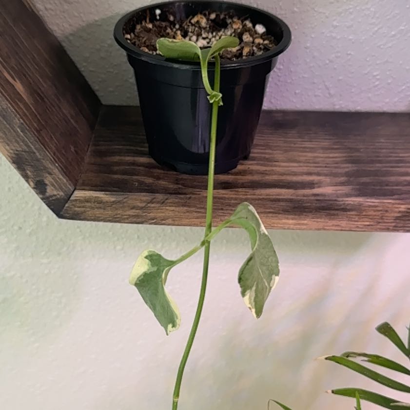 Photo of the plant species Vinca Vine Variegated by @kenadiedanelle named Vinca on Greg, the plant care app