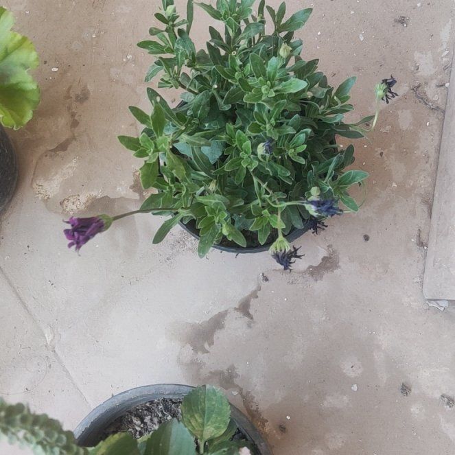 Photo of the plant species Lilacbush by @AngelQuenepa51 named Luna on Greg, the plant care app