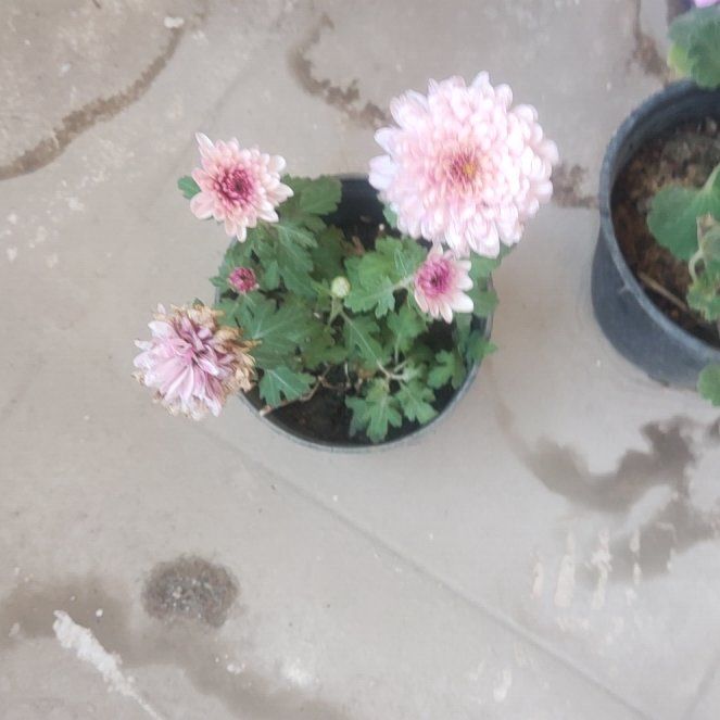 Photo of the plant species Callistephus Chinensis by @AngelQuenepa51 named Diana on Greg, the plant care app