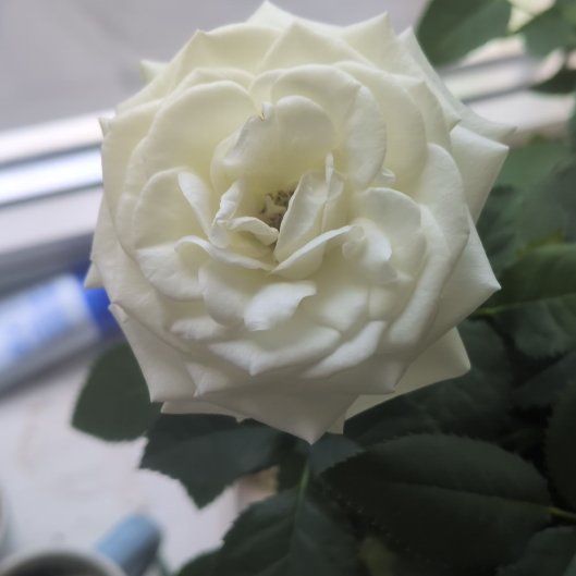 Photo of the plant species Alabaster Garden Rose by @FinestHairbrush named Sweetheart on Greg, the plant care app