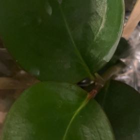 Photo of the plant species New Zealand Broadleaf by @SybariticTipa3 named Anne on Greg, the plant care app