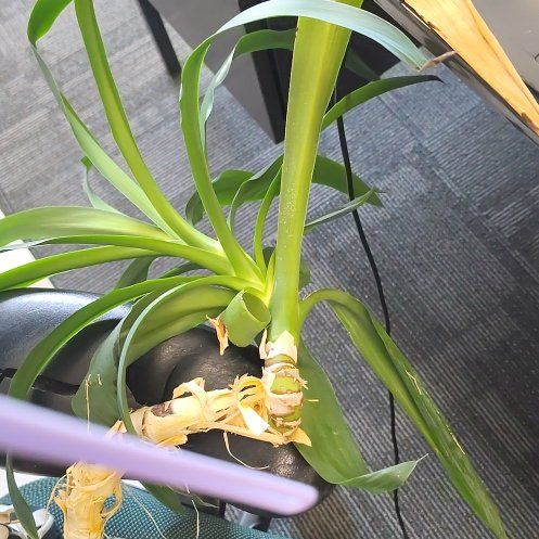 Photo of the plant species Pregnant Onion by @MasterCatpalm48 named Homer on Greg, the plant care app