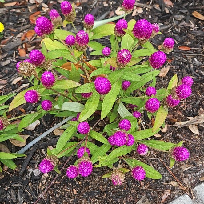 Photo of the plant species Globe Amaranth by @PurelyRosilla47 named Dax on Greg, the plant care app