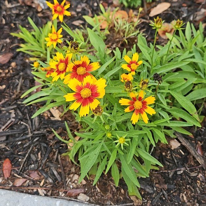 Photo of the plant species Indian Blanket by @PurelyRosilla47 named Fernie Mercury on Greg, the plant care app