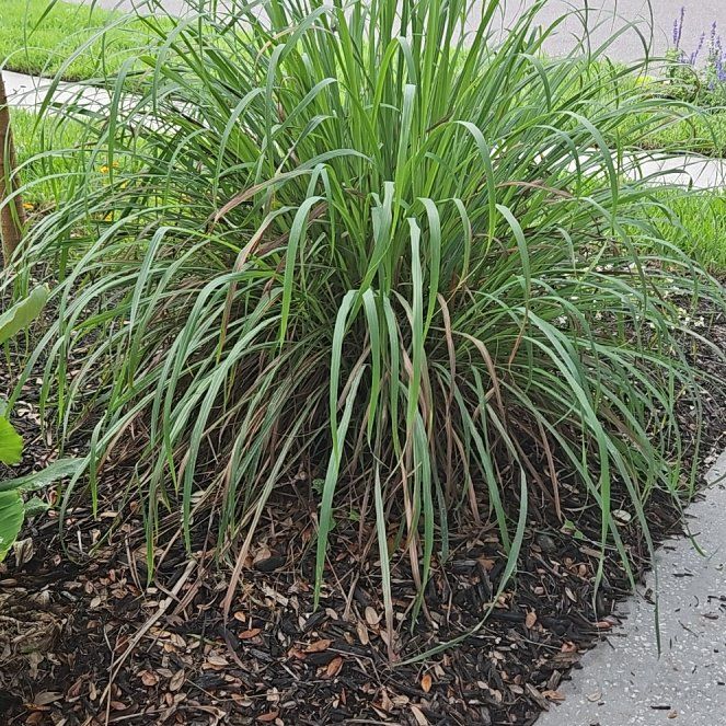 Photo of the plant species Lemon Grass by @PurelyRosilla47 named Kardashian on Greg, the plant care app