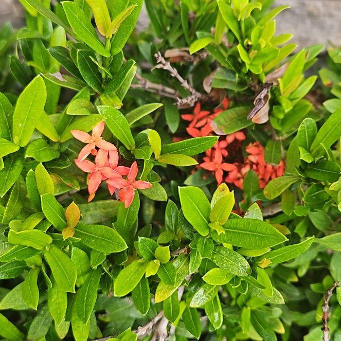Photo of the plant species Flame of the Woods by @PurelyRosilla47 named Drake on Greg, the plant care app