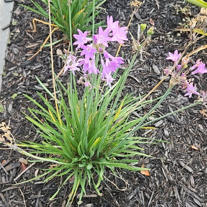Photo of the plant species Society Garlic by @PurelyRosilla47 named Aristotle on Greg, the plant care app