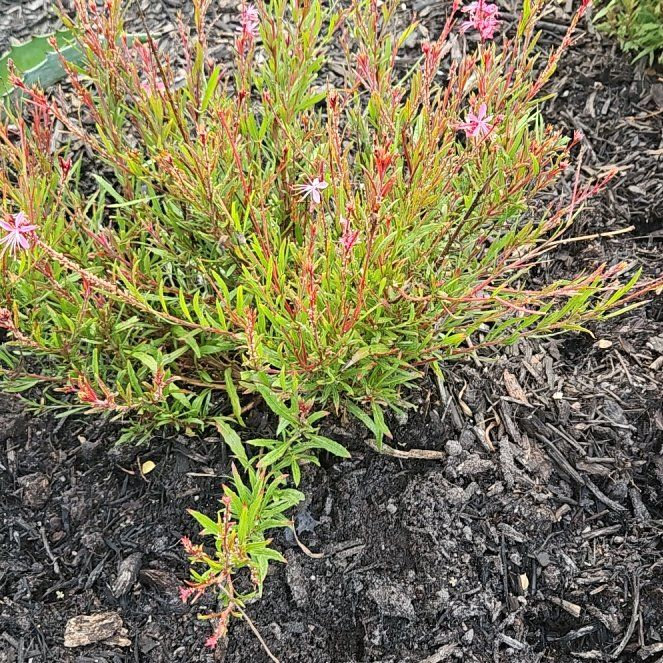 Photo of the plant species Lindheimer's Beeblossom by @PurelyRosilla47 named Homer on Greg, the plant care app