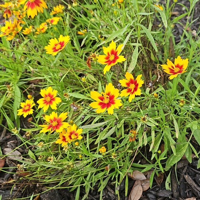 Photo of the plant species Atkinson's Tickseed by @PurelyRosilla47 named Keanu Leaves on Greg, the plant care app