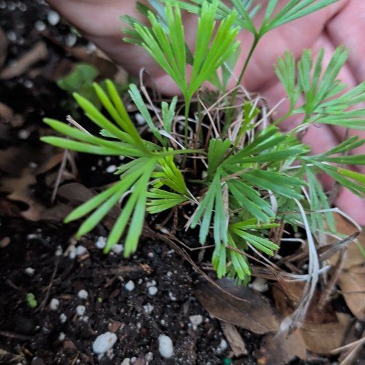 Photo of the plant species Fan Fern by @VastNutgrass92 named Elle on Greg, the plant care app