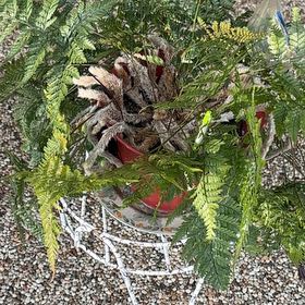 Photo of the plant species Davallia Fern by @LordHoupara77 named Wall-E on Greg, the plant care app