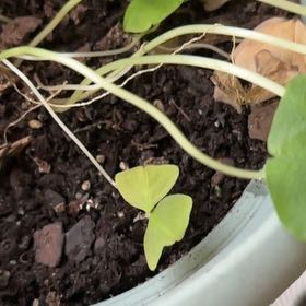 Photo of the plant species Green Shamrock by @Annhughes52 named Elle on Greg, the plant care app