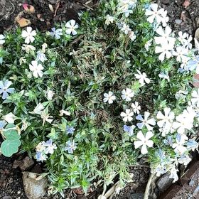 Photo of the plant species Spreading Phlox by @Annhughes52 named Leonardo on Greg, the plant care app