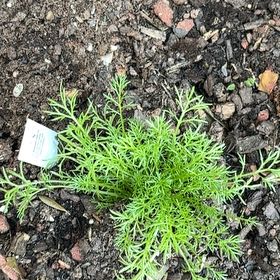 Photo of the plant species Scentless Mayweed by @Annhughes52 named Michelle Branch on Greg, the plant care app
