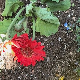 Photo of the plant species Mexican Sunflower by @Annhughes52 named Kylie on Greg, the plant care app