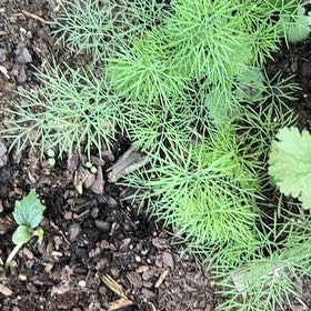 Photo of the plant species Dill by @Annhughes52 named Planty on Greg, the plant care app