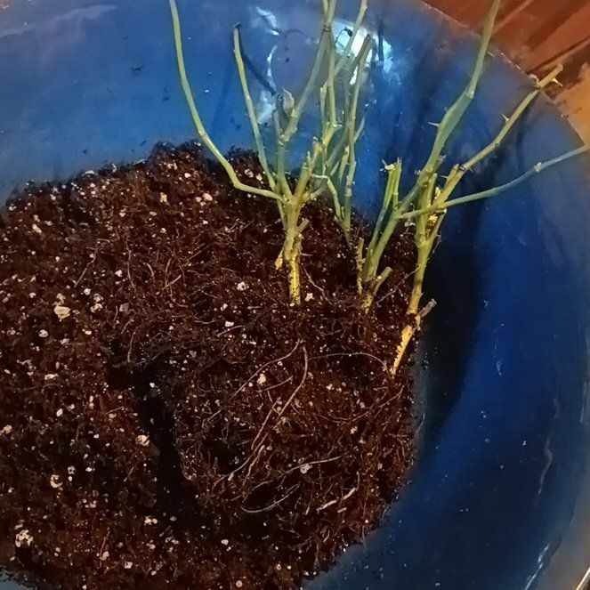 Photo of the plant species Rose by @RadPaleflax75 named Red on Greg, the plant care app