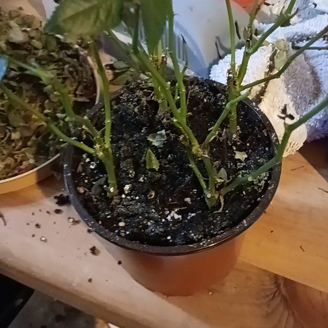 Photo of the plant species Rose by @RadPaleflax75 named White on Greg, the plant care app