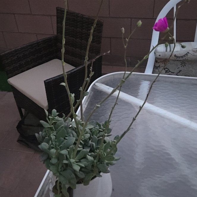 Photo of the plant species Rock Purslane by @FreePinoak96 named Zion on Greg, the plant care app