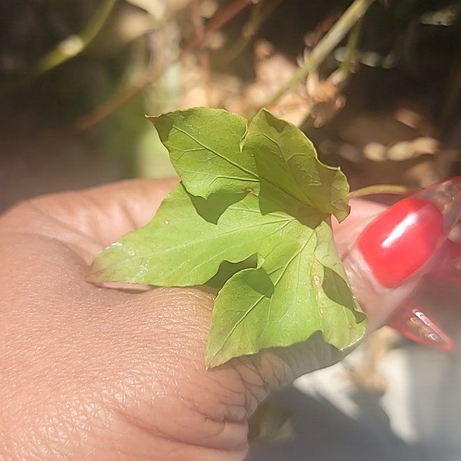 Photo of the plant species Hedge Maple by @IntrepidPeyote named Beyonce on Greg, the plant care app