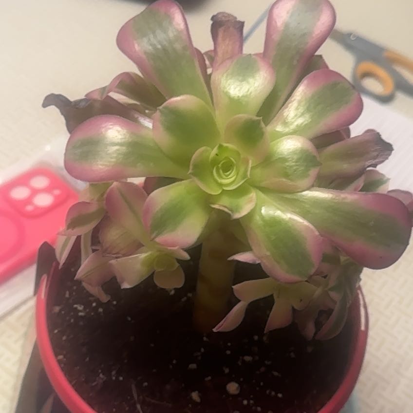 Photo of the plant species Aeonium 'Carnival' by @BusyMostii75 named Phee-Bee Renay on Greg, the plant care app
