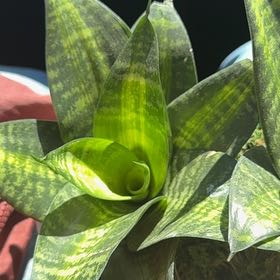 Photo of the plant species Birds Nest Snake Plant by @BusyMostii75 named WayneMaytes on Greg, the plant care app