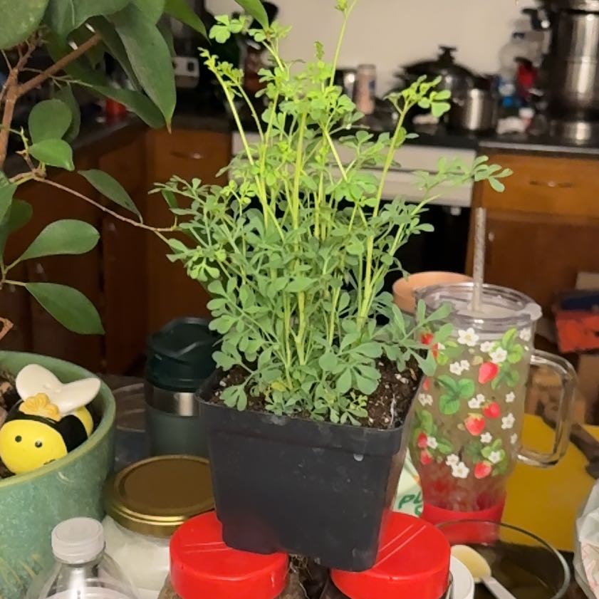 Photo of the plant species Common Rue by @MelodiousSapote named Orwell on Greg, the plant care app