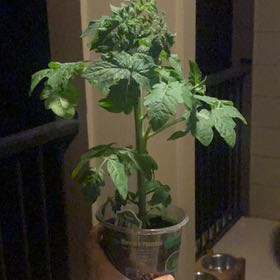 Photo of the plant species Husky Cherry Red Tomato by @JoyfulSunstar40 named Daphne on Greg, the plant care app