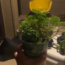Photo of the plant species Curly Parsley by @JoyfulSunstar40 named Harper on Greg, the plant care app