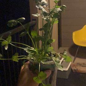Photo of the plant species Cilantro 'Santo' by @JoyfulSunstar40 named Coco on Greg, the plant care app