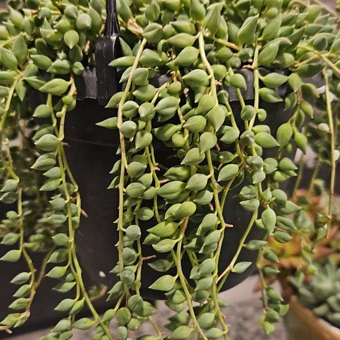 Photo of the plant species Raindrops by @BigRedwood20 named Sanders on Greg, the plant care app