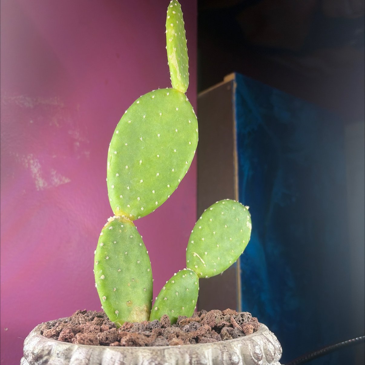 Photo of the plant species Mona Lisa by @BrightKale40 named Holly Madison on Greg, the plant care app