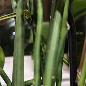Photo of the plant species Hard Rush by @SnazzyBorage23 named Zion on Greg, the plant care app