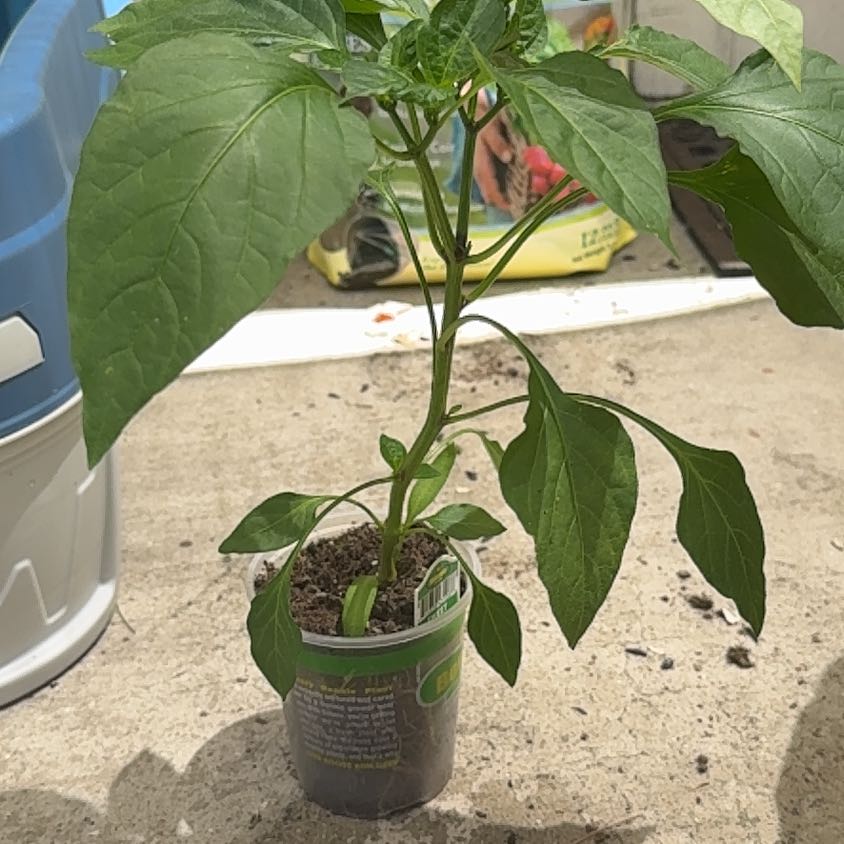 Photo of the plant species Sweet Banana Pepper by @NeatLimabean80 named Fernie Mercury on Greg, the plant care app