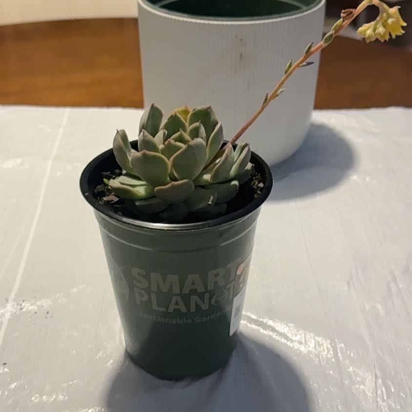 Photo of the plant species Echeveria by @NeatLimabean80 named Navajo on Greg, the plant care app