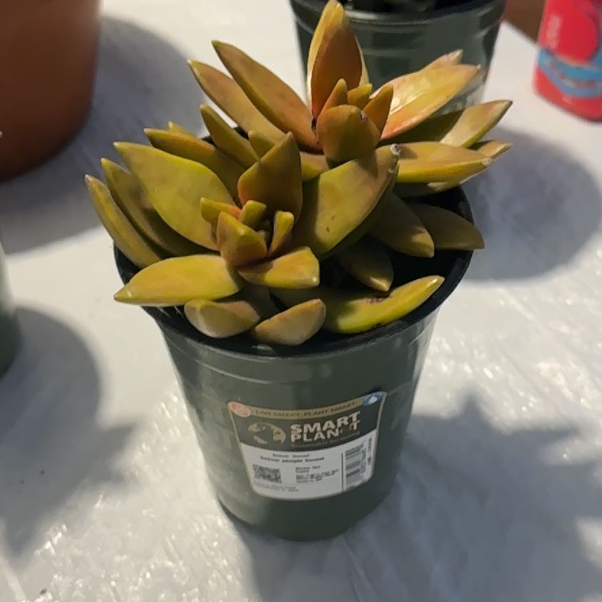 Photo of the plant species Sedum Adolphi Sunset by @NeatLimabean80 named Tolkien on Greg, the plant care app