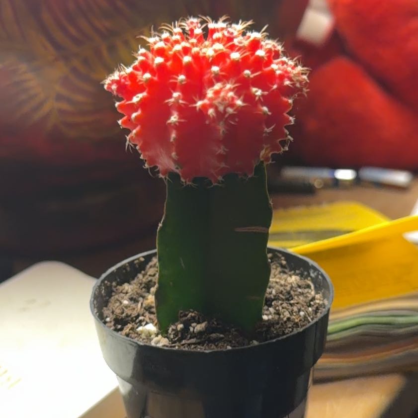 Photo of the plant species Moon Cactus by @WinDatepalm47 named Elina on Greg, the plant care app