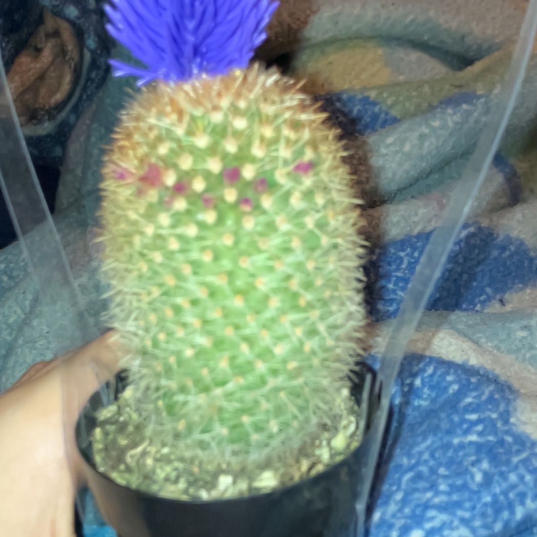 Photo of the plant species Mammillaria spinosissma f. rubrispina by @LikableRedmint2 named Harmony on Greg, the plant care app