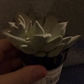 Photo of the plant species Pachyphytum 'Margrit' by @LikableRedmint2 named Tree Diddy on Greg, the plant care app