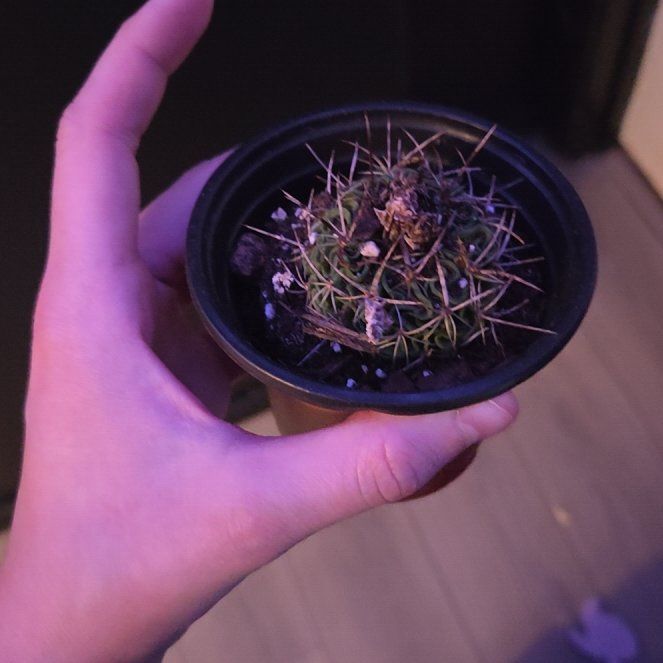Photo of the plant species Brain Cactus by @CalmPuka17 named Peter Parker on Greg, the plant care app