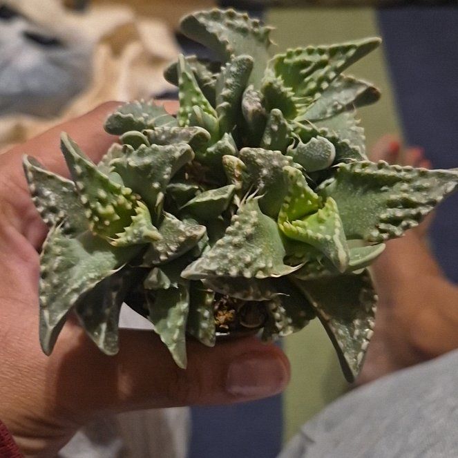 Photo of the plant species Pebbled Tiger Jaws by @FunGuasca6 named Planty on Greg, the plant care app