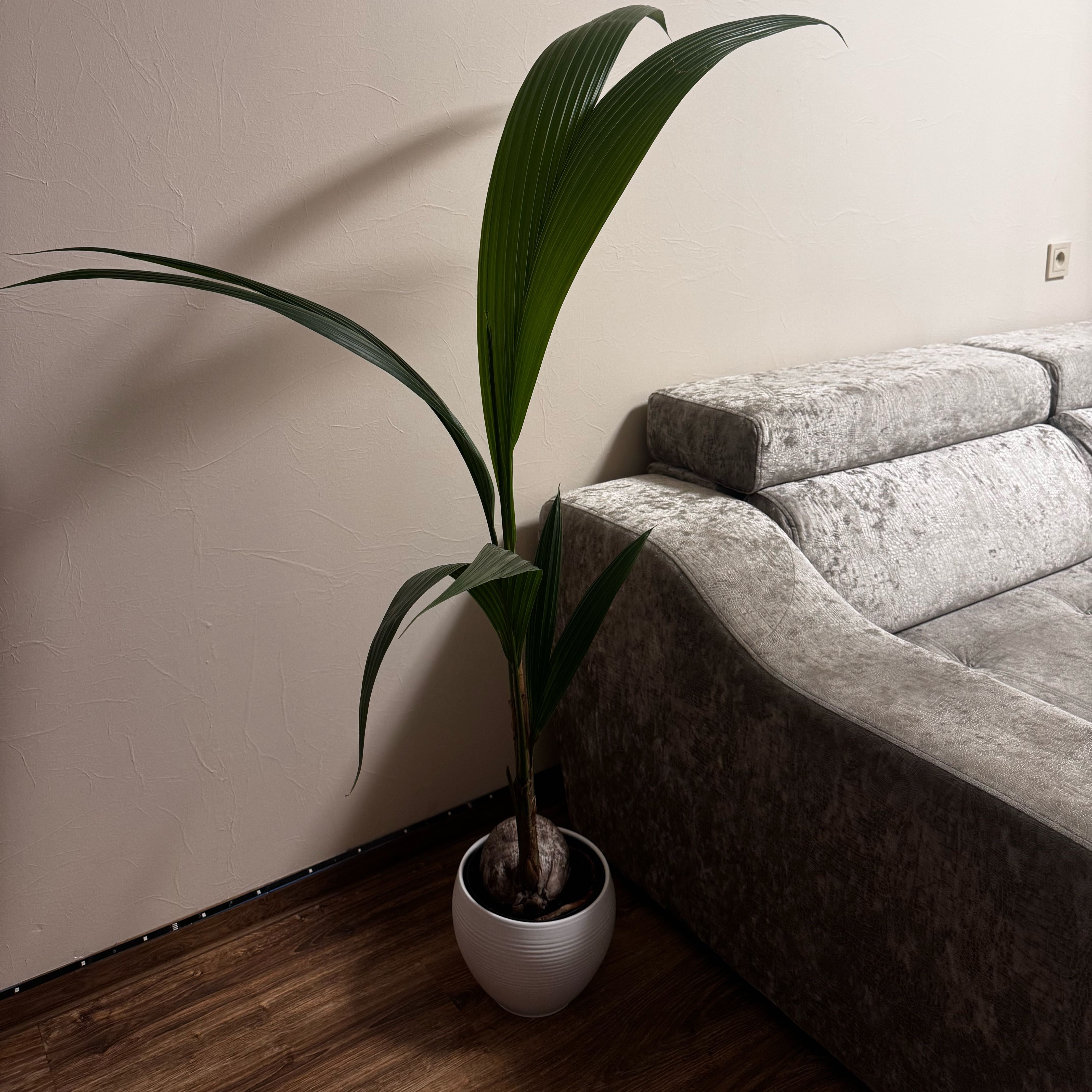 Photo of the plant species Coconut by @PureMum31 named Aristotle on Greg, the plant care app