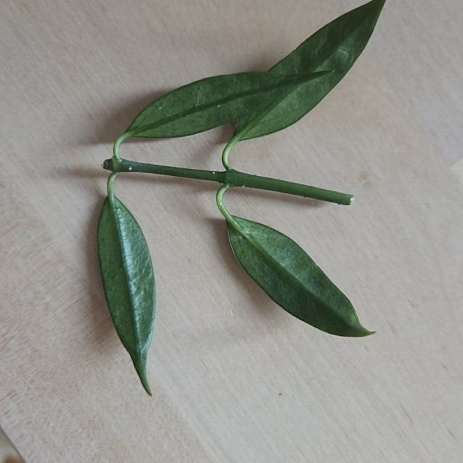 Photo of the plant species Hoya yingjiangensis by @LeadingGollum13 named Belle on Greg, the plant care app