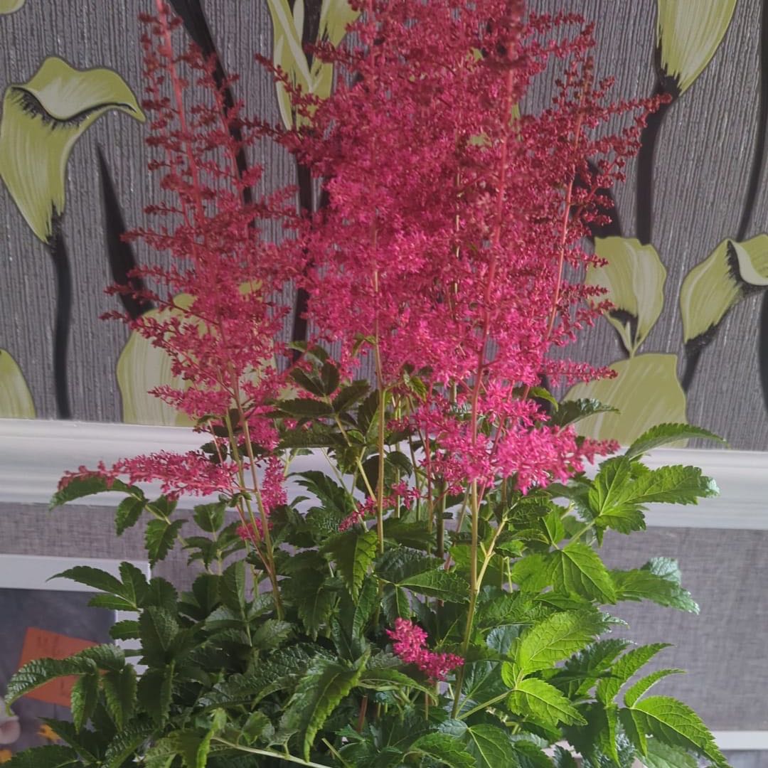 Photo of the plant species Queen of the Prairie by @HotCuttings41 named Scarlett on Greg, the plant care app
