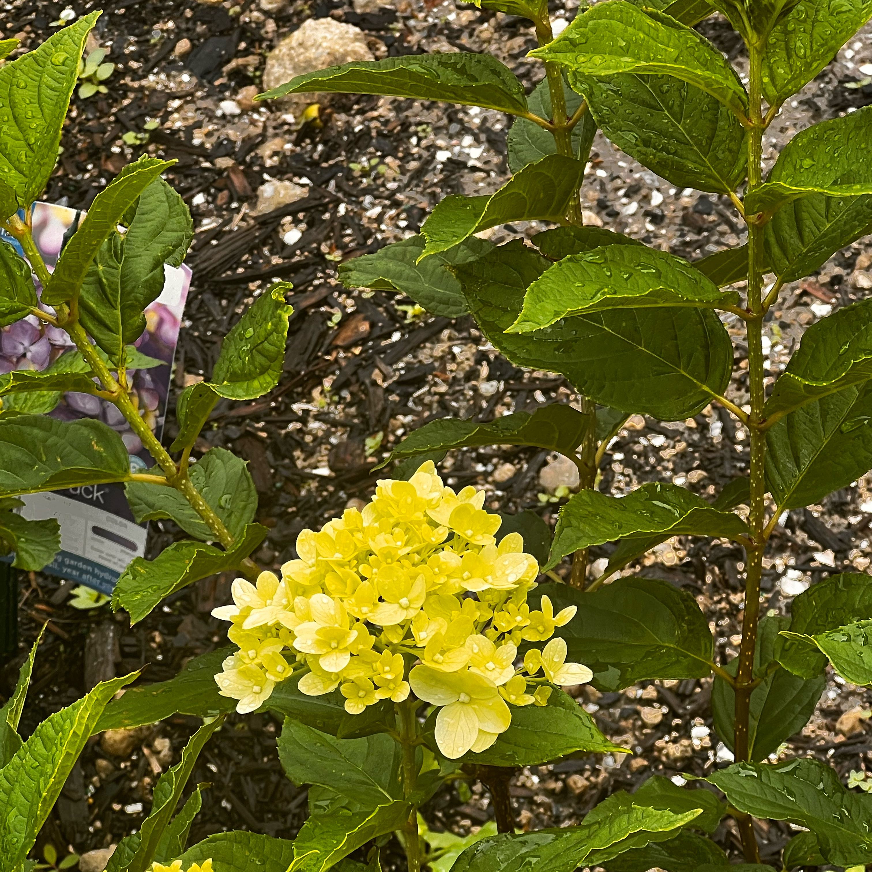 Photo of the plant species Panicle Hydrangea by @BossCineraria32 named Fernie Saunders on Greg, the plant care app