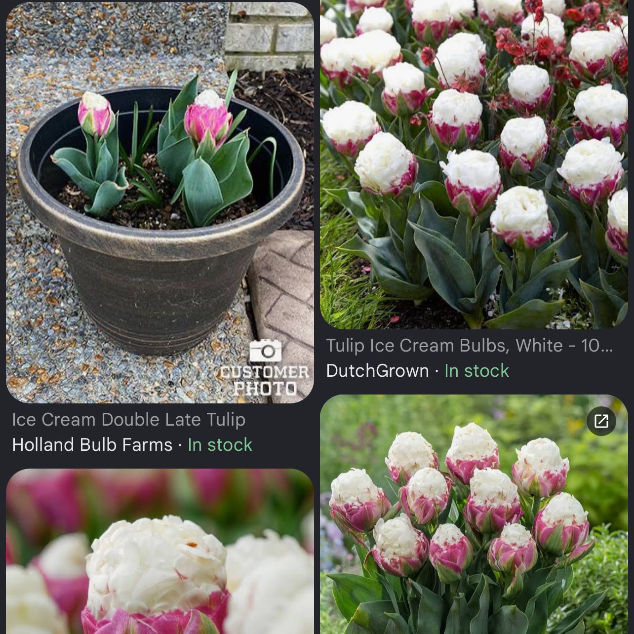 Photo of the plant species Tulip 'Ice Cream' by @BossCineraria32 named Miley on Greg, the plant care app