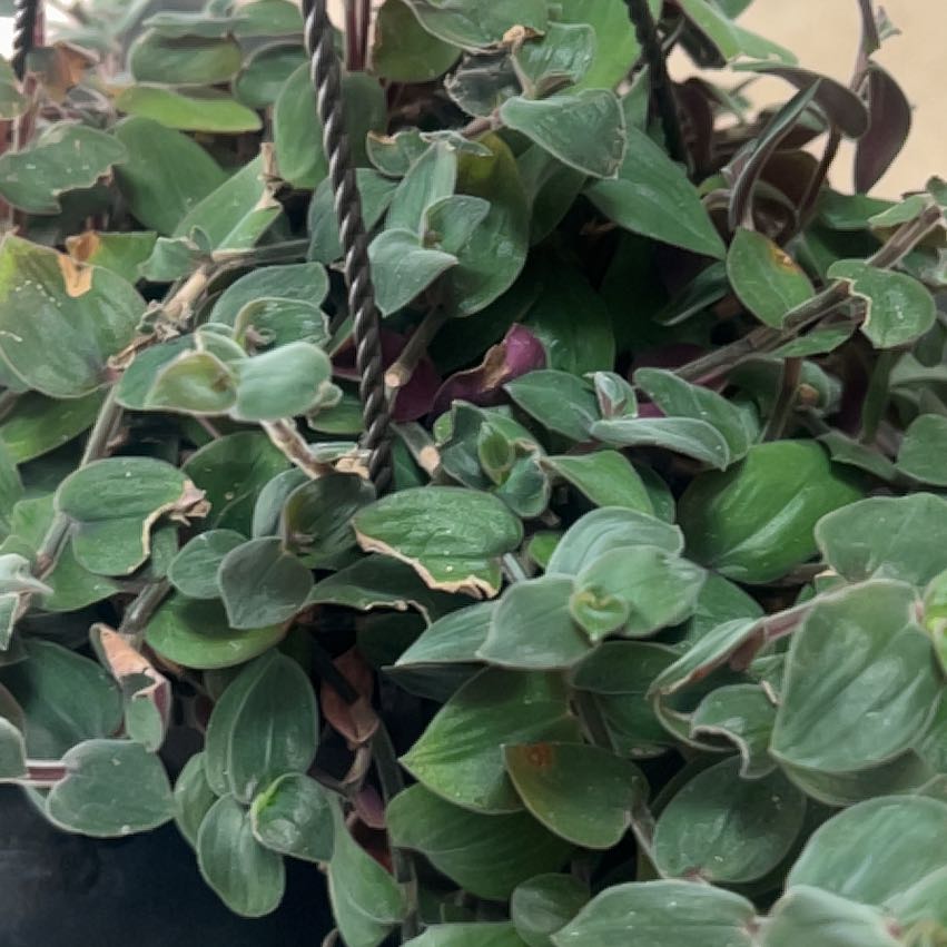 Photo of the plant species Baby Bunny Bellies by @DebonairTawa named Figyonce on Greg, the plant care app