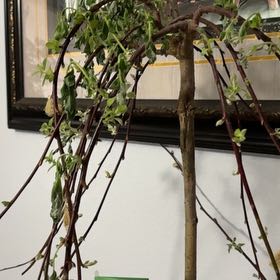 Photo of the plant species Weeping Pussy Willow by @ChampIcecaps72 named Rihanna on Greg, the plant care app