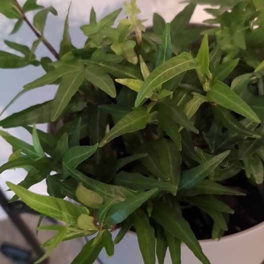 Photo of the plant species Asterisk Ivy by @ProperFicusalii named Nithin on Greg, the plant care app