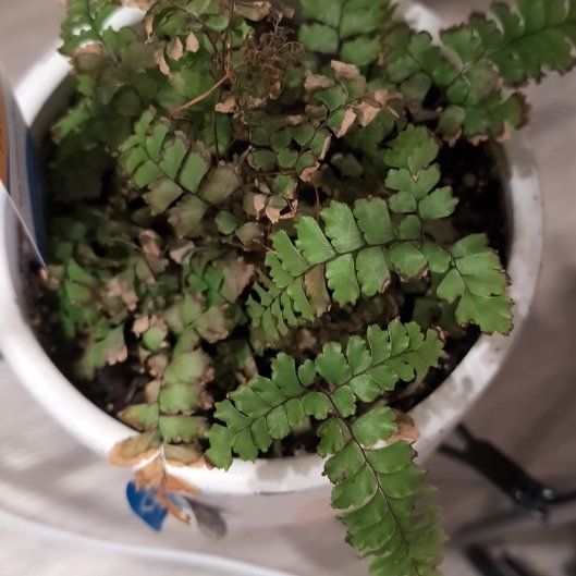 Photo of the plant species Cunningham's Maidenhair Fern by @ProperFicusalii named Ulysses S Plant on Greg, the plant care app